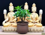 千手观音盆栽怎么养殖