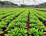 2025年种植白芨种苗基地