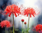 彼岸花是好花还是坏花