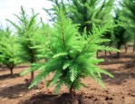 侧柏叶种植在什么地方