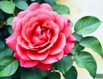 红苹果月季花的优缺点