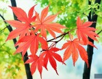鸡爪槭和元宝槭的区别