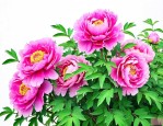 牡丹花怎么栽培和管理
