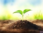 生物学种子萌发的过程