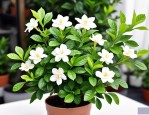 2025年栀子花高压法繁殖