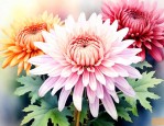 菊花是一种什么样的花