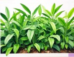 哪种绿色植物吸收甲醛
