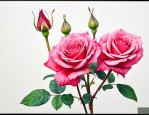 玫瑰花冠好还是花蕾好