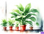 家中养的绿色植物
