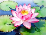 莲花的象征含义有哪些