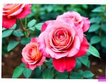 种月季花可以用红土吗