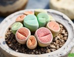 生石花多少天浇一次水