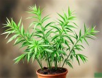 文竹属于什么类型植物