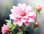 花朵很小的粉红色的花
