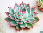 多肉植物观音莲怎么养