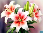 百合花怎么保存比较好