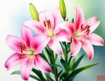 百合花什么颜色最好看