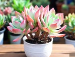 金枝玉叶多肉植物怎么养