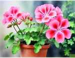 天竺葵花谢后怎么修剪