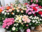 2025年成都花店鲜花报价