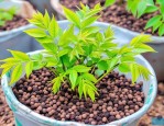 2025年香椿种子怎么食用