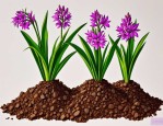 2025年步登高花如何种植