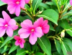 凤仙花染指甲怎么弄掉