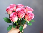 别人送的玫瑰花怎么养