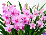 鹤庆兰花最新交易价格