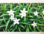 白花蛇舌草多少一公斤