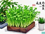 2025年一帆风顺水培方法