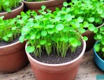 鱼缸珍珠草籽怎么种植