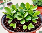 2025年肉肉植物怎样养护