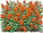2025年炮仗花的生长过程