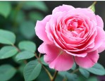 花期最长最好养的月季