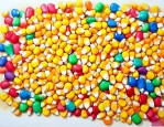 七彩857玉米种子简介