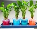 水培植物用加营养液吗