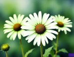 绿色雏菊的花语是什么