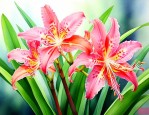 蜘蛛兰为什么叫水鬼蕉