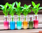 水培植物瓶口怎么固定