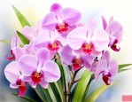 全世界兰花有多少品种
