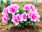 杜鹃花用黄土可以栽吗