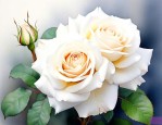 白色月季的花语是什么