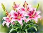 百合花9月份可以种吗