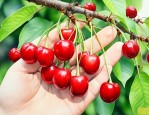 樱桃籽怎么种才能发芽