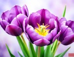紫色郁金香的花语是什么