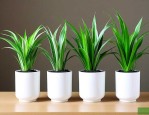 空气净化植物十大排名
