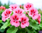 大花天竺葵夏天怎么养
