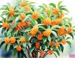 河北地区能种桂花树吗