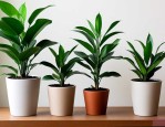 装修吸甲醛的绿植排名